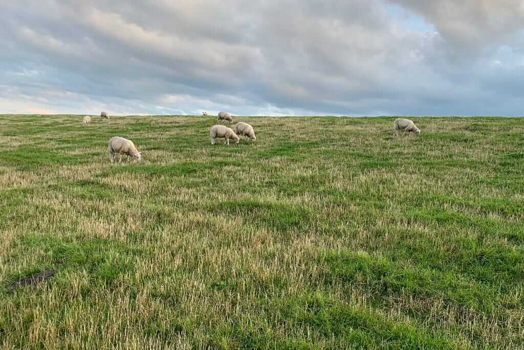Typisch Nordsee, grasende Schafe auf dem Deich