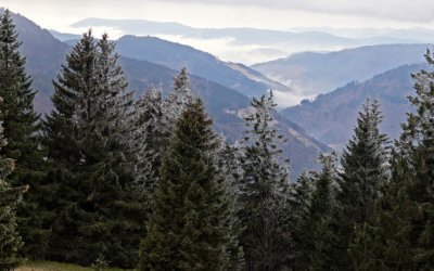 Gengs Linde im Schwarzwald – Genussvoll ins neue Jahr