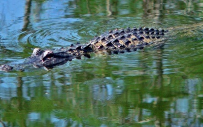 Wie du die Everglades als Abenteuer erleben kannst