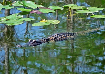 Alligator, Everglades, Florida