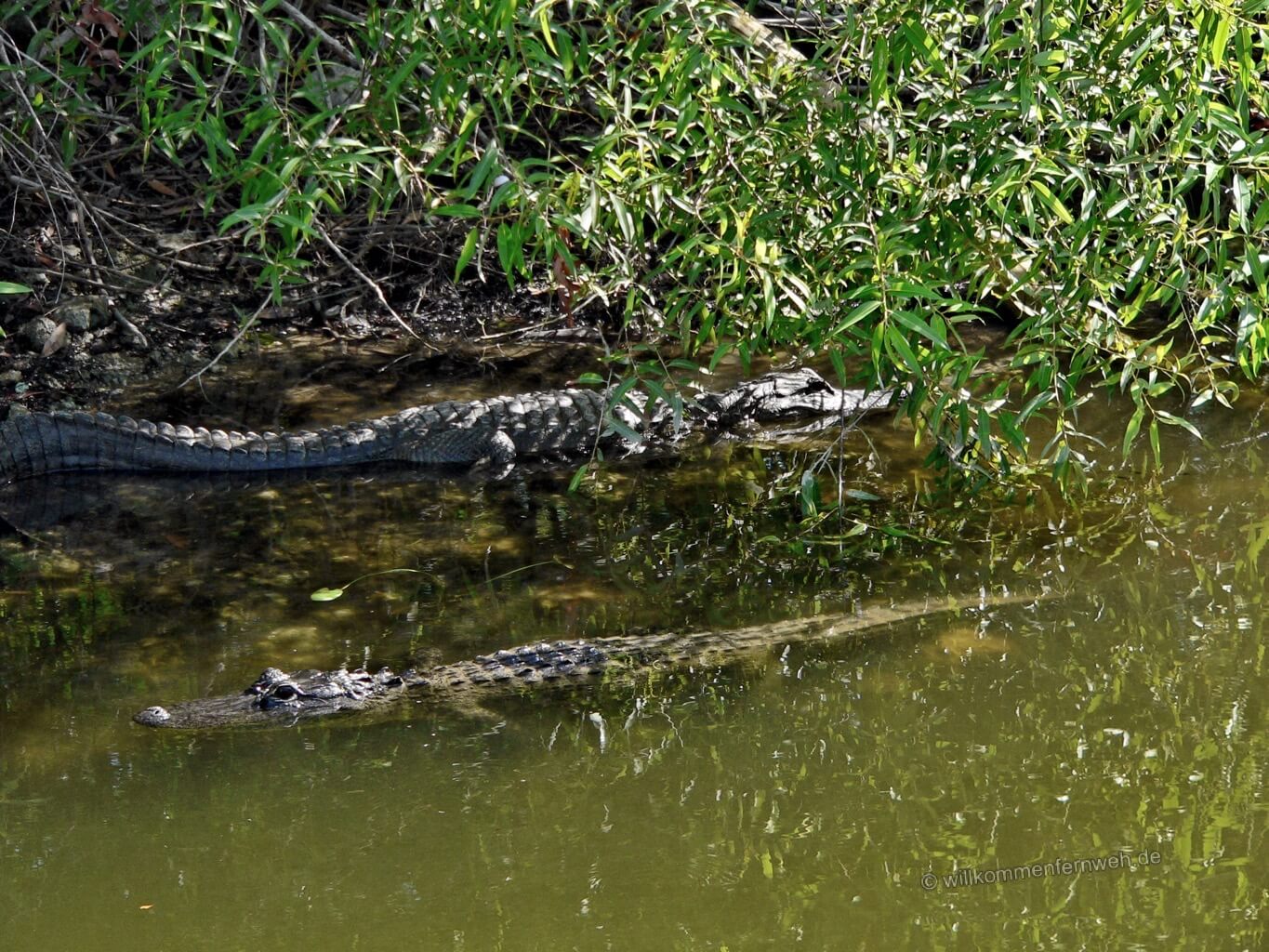 Alligatoren, Everglades, Florida