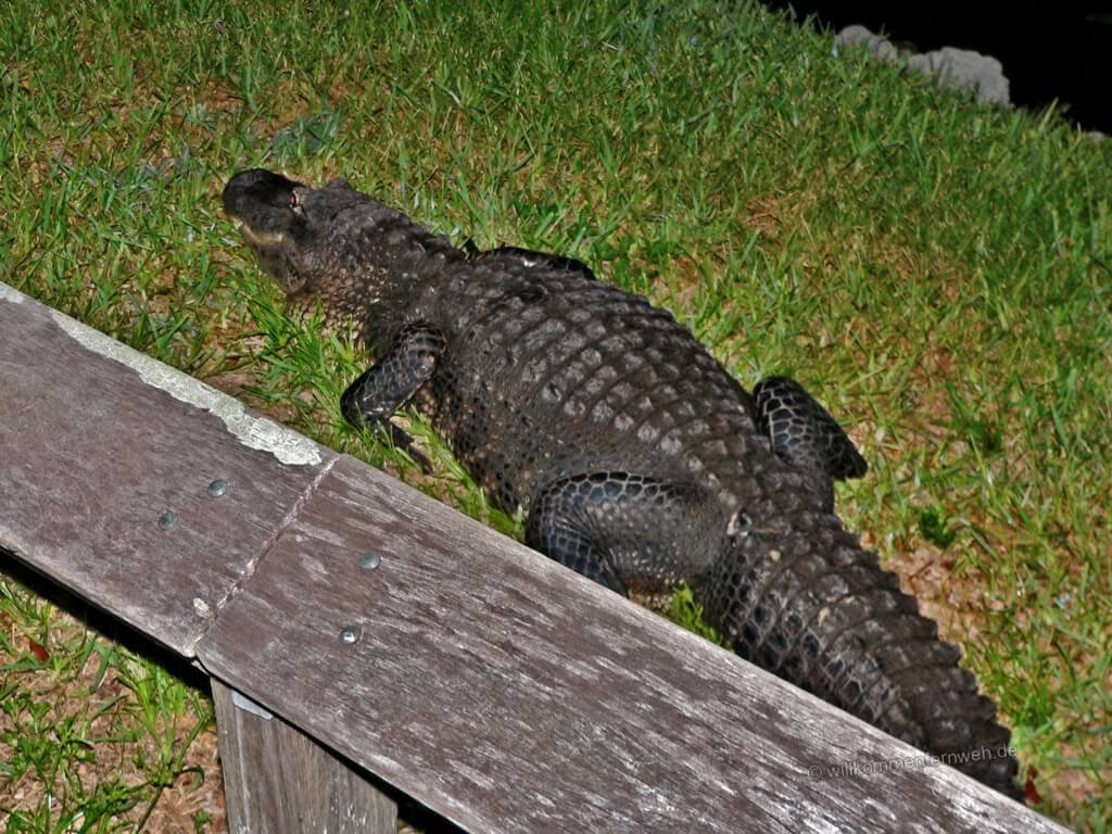 Alligator am Wegesrand