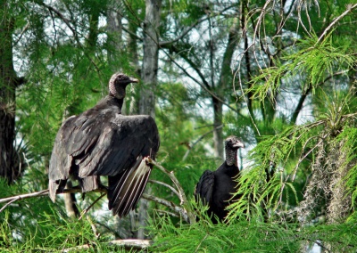 Black Vultures, Everglades, Florida