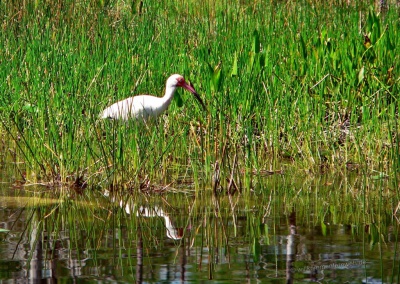 Wasservogel, Everglades, Florida