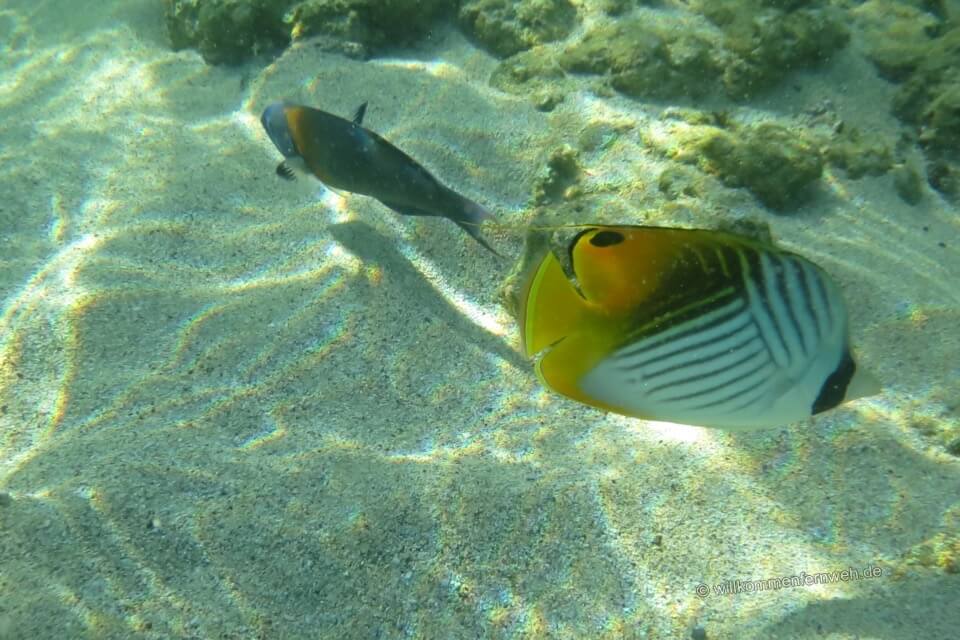 Fische, Kauai