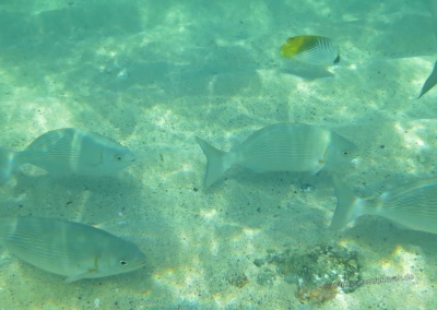 Fische, Kauai