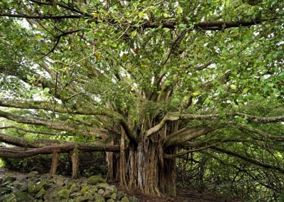 Banyan Tree, Pipiwai Trail, Maui