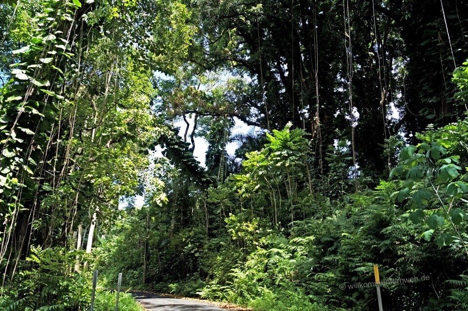 Nahiku Road