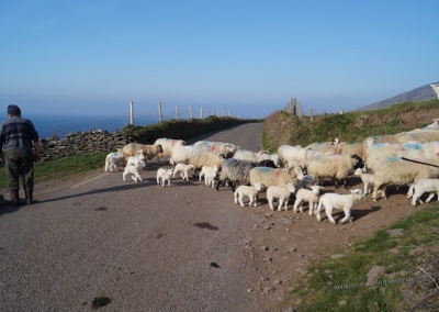 Irland Schafe