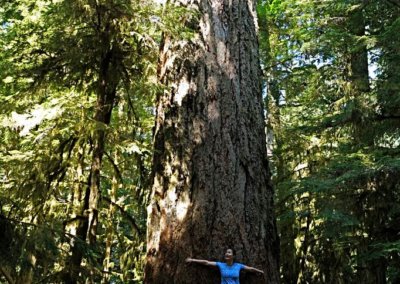 Big Tree, Douglasie im Cathedral Grove des McMillan Provincial Park