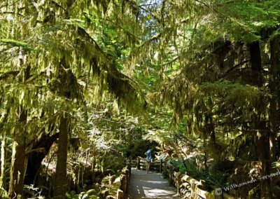 Flechtenbehang, Cathedral Grove, Vancouver Island
