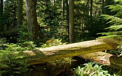 Auf den Spuren außergewöhnlicher Wälder und gewaltiger Bäume in Nordamerika