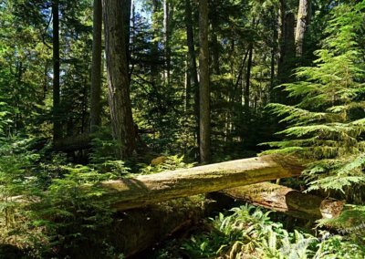 Im Cathedral Grove, MacMillan Provincial Park, Vancouver Island