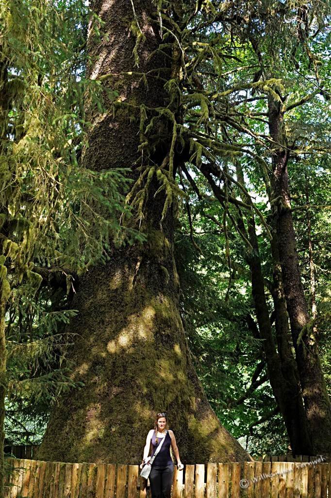 Kerstin am Harris Creek Spruce, Vancouver Island