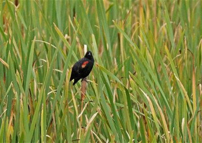 Rotschulterstärling (red-winged blackbird)