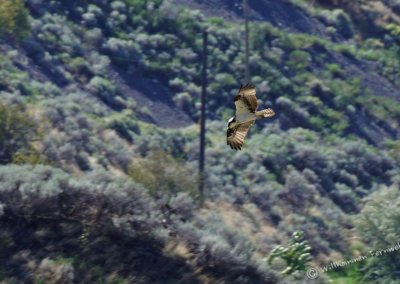 Fischadler (osprey) im Flug