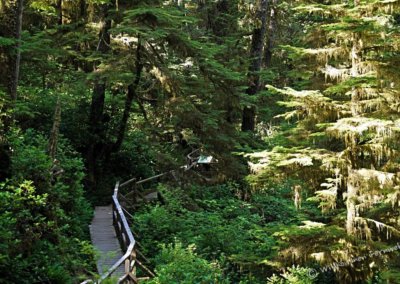 Rainforest Trail, Pacific Rim National Park