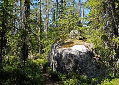 Urwald im Hamra Nationalpark, Mittelschweden