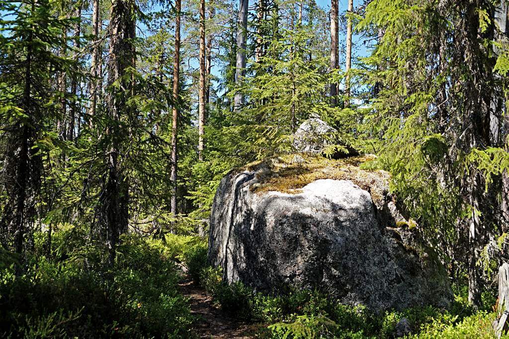 Urwald im Hamra Nationalpark, Mittelschweden