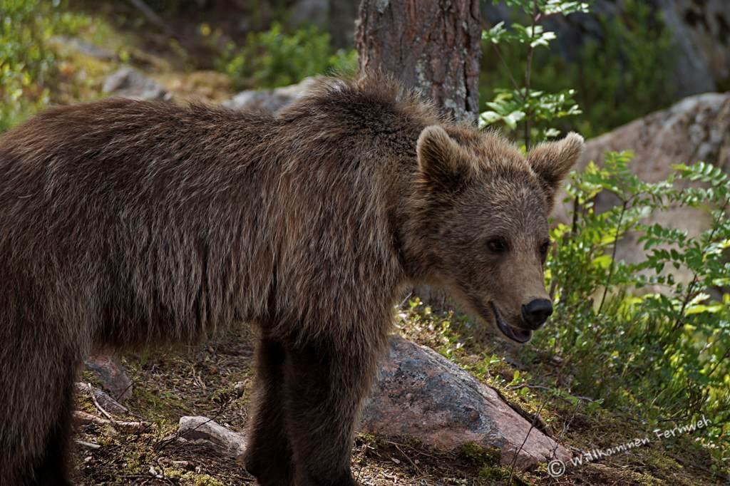 Einen Braunbär haben wir sogar direkt neben der Straße gesehen (dieses Bild: Bärenpark Orsa)