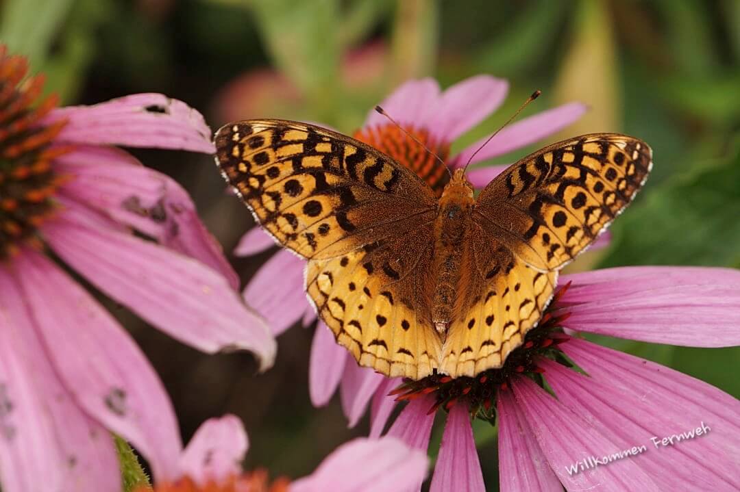 Ein Great Spangled Fritillary Schmetterling im Garten unseres B&B, Maine, USA