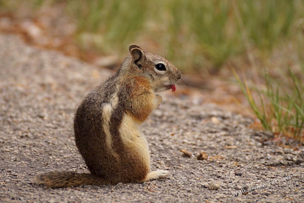 Schnappschuss: Squirrel streckt die Zunge raus (Dinosaur National Monument)