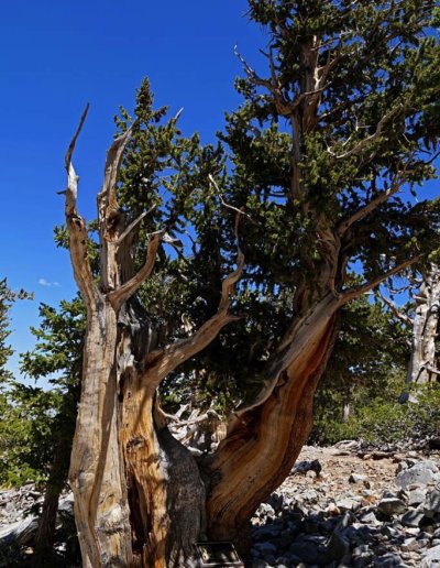 Diese Langlebige Kiefer ist beeindruckende 3100 bis 3300 Jahre alt. Great Basin National Park