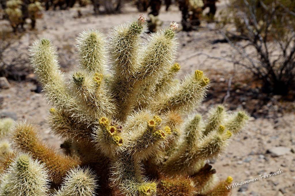 Blühender Cholla Cactus im Joshua Tree Nationalpark