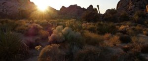 USA-Joshua-Tree-Hidden-Valley-bb