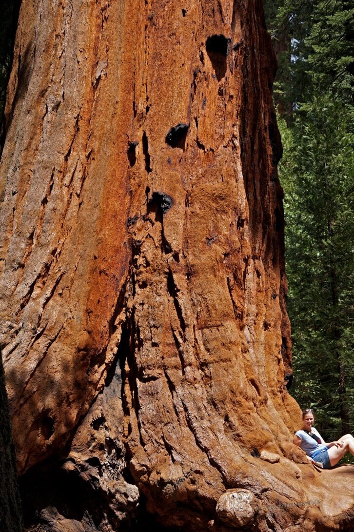 Trail of 100 Giants, Giant Sequoia National Monument, USA