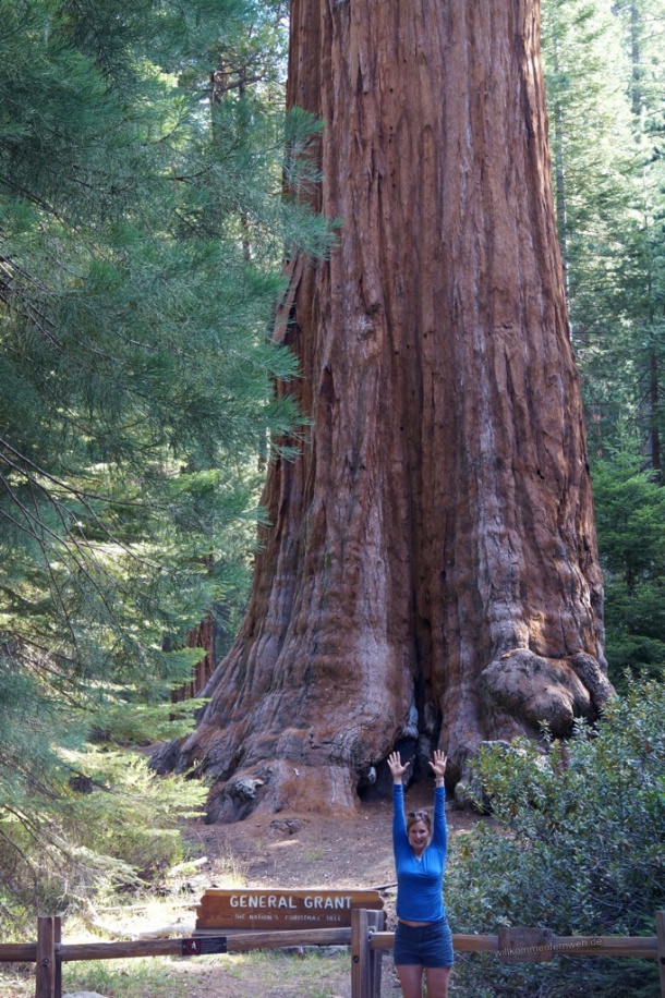 Mammutbäume im Sequoia National Park Willkommen Fernweh •