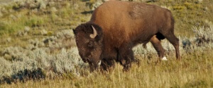 Bisonbulle im Lamar Valley, Yellowstone National Park