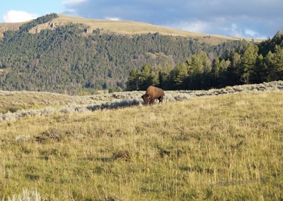 Bison im Lamar Valley, Yellowstone National Park, USA