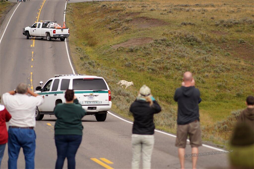 Wölfe überqueren die abgesperrte Straße, Yellowstone National Park